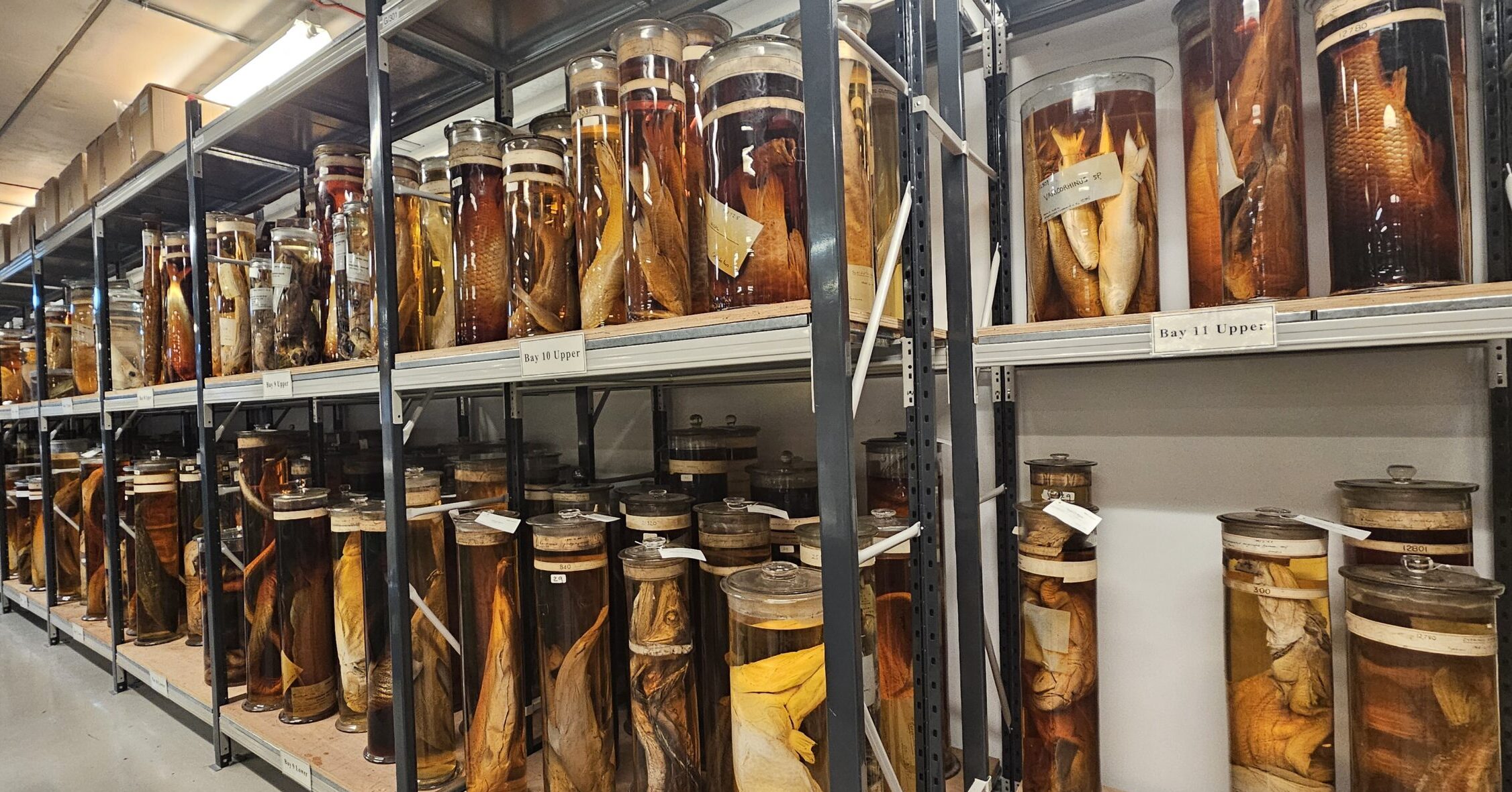 Sealed jars that contain specimens in preservation fluids