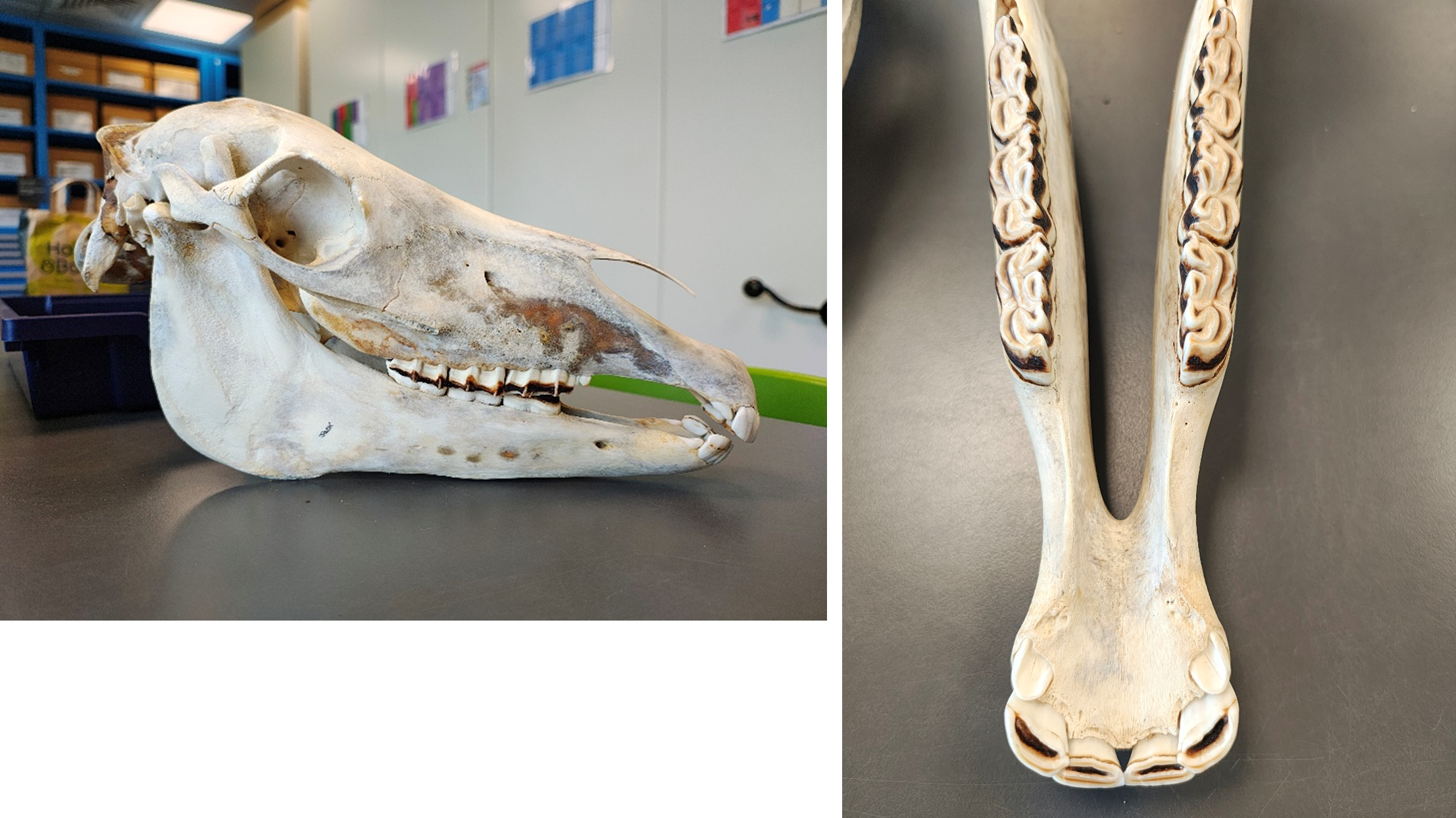 Jack's skull and jaws showing its immature dentition