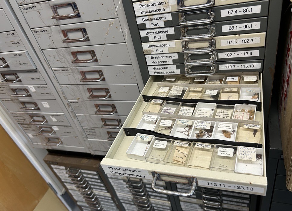 Archaeobotanical collections