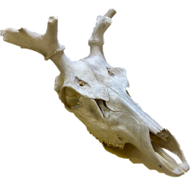 Reference collections