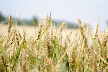 Arable barley. Stock farming image licenced by UK Research and Innovation.