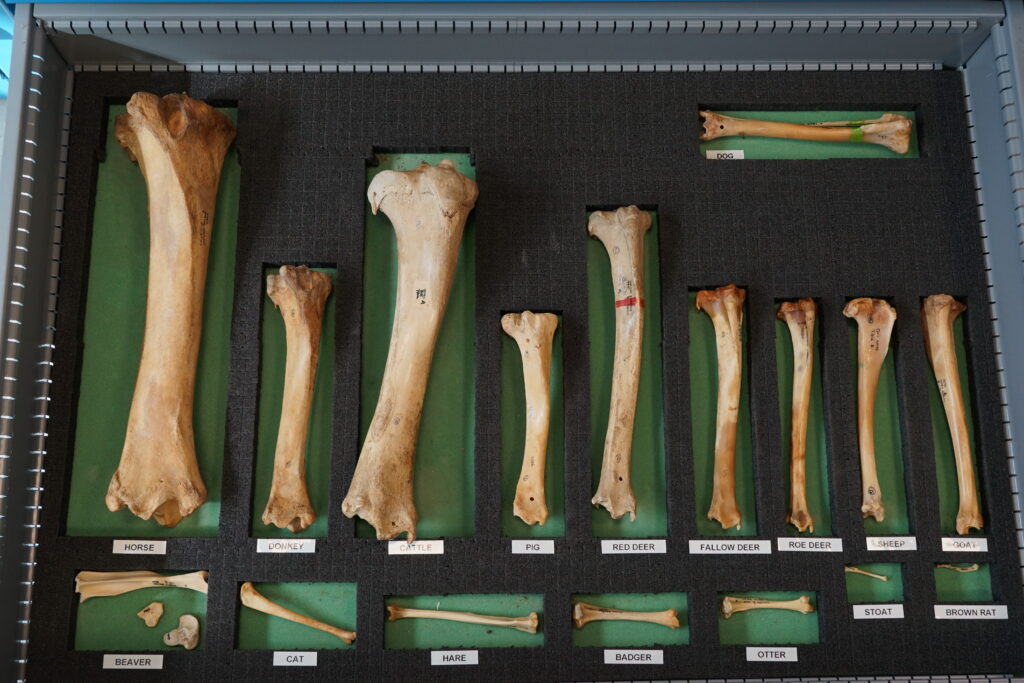 Zooarch index collection