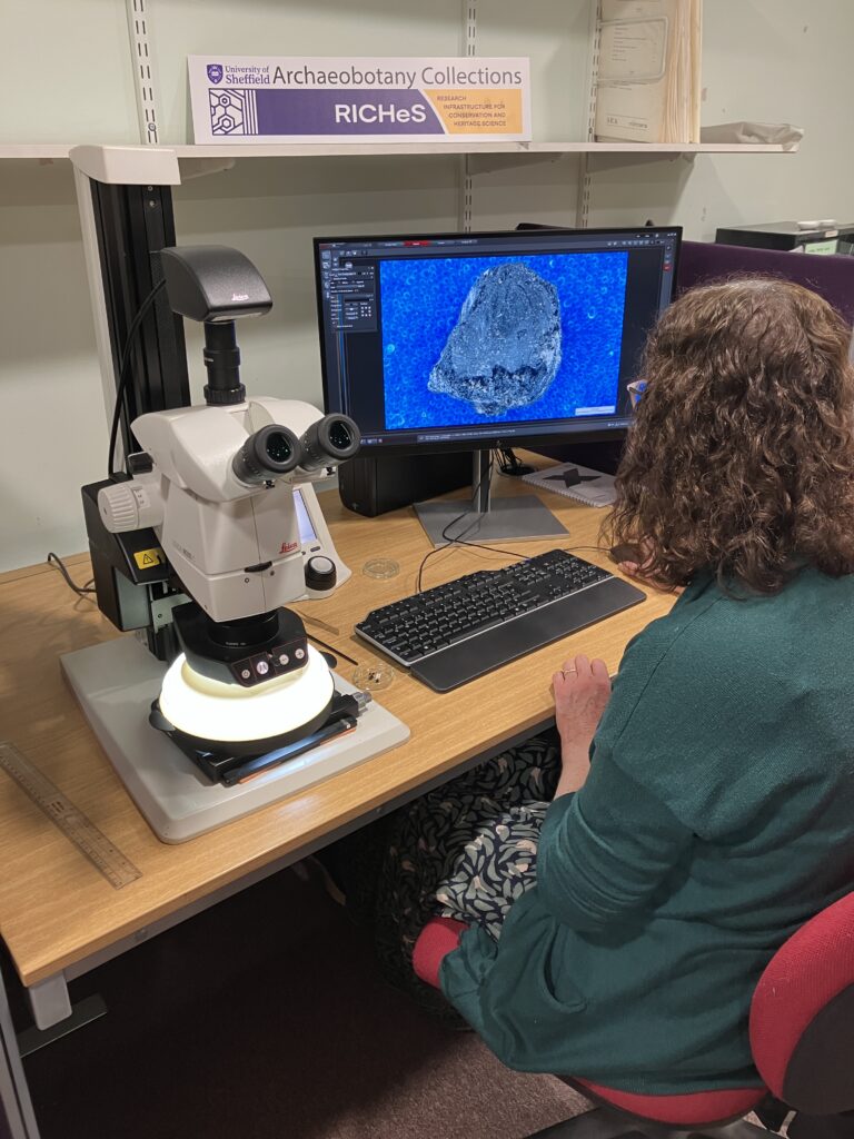 Archaeobotanist Ellen Simmons examining charred plant remains.